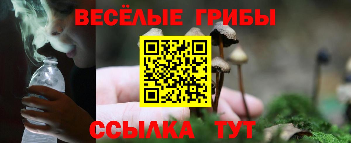 Дивногорск  Галлюциногенные грибы Cubensis  Вход с VPN 
